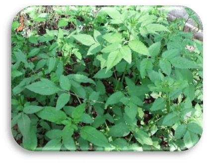Bidens pilosa