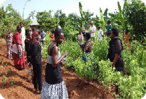 Community members championing the cultivation of traditional medicinal plants