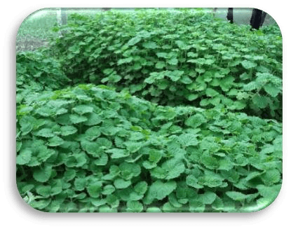 Plectranthus cyaneus